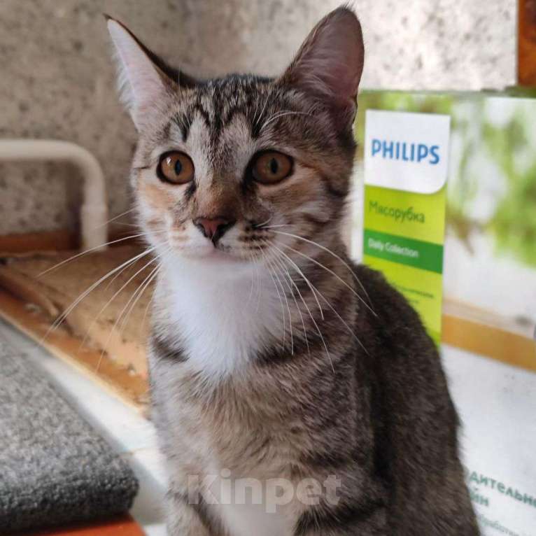 Кошки в Москве: Маленькая Маруня ищет домик Девочка, Бесплатно - фото 4