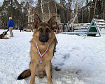 Собаки в других городах Московской области: Случка, вязка кабеля  Мальчик, Бесплатно - фото 1