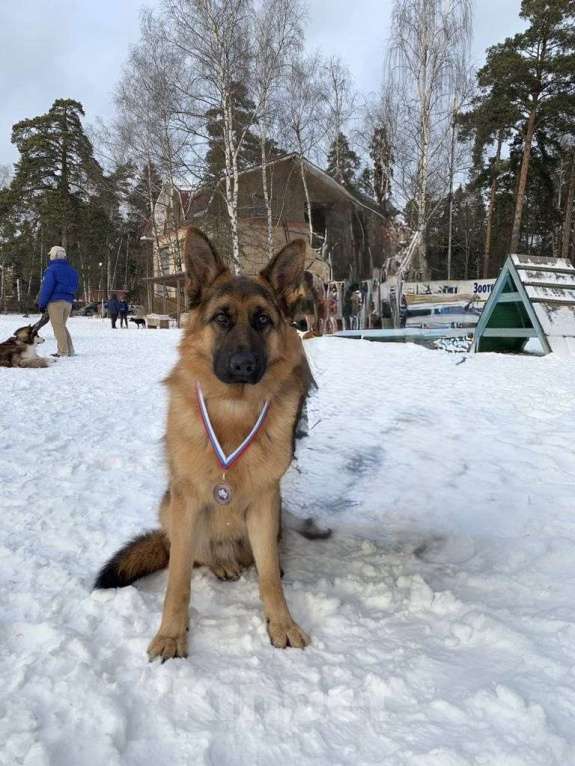Собаки в других городах Московской области: Случка, вязка кабеля  Мальчик, Бесплатно - фото 1