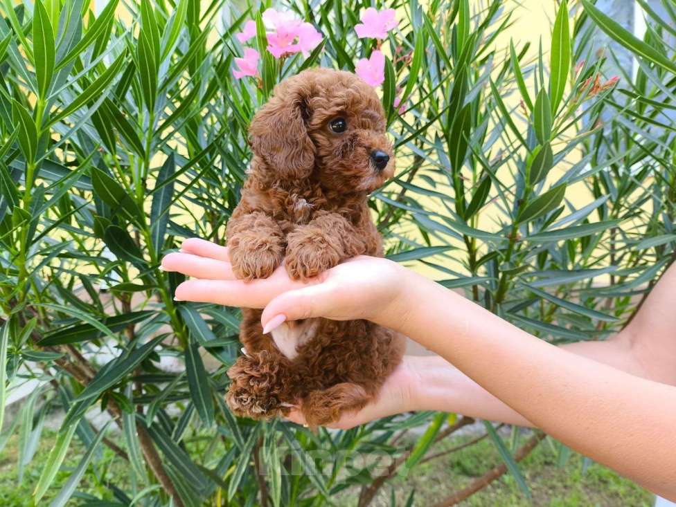 Собаки в Сочи: Продам мальтипу Мальчик, 65 000 руб. - фото 2