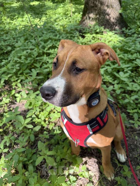 Собаки в Москве: В добрые руки  Мальчик, Бесплатно - фото 2