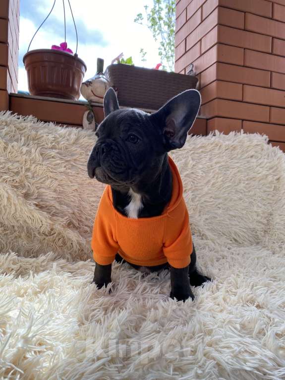 Собаки в Новошахтинске: Щенки французского бульдога Мальчик, 80 000 руб. - фото 5