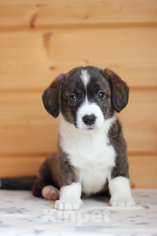 Собаки в Симферополе: Вельш корги кардиган девочки Девочка, Бесплатно - фото 4