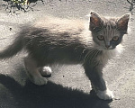 Кошки в Клинцах: Котенок девочка Девочка, Бесплатно - фото 1