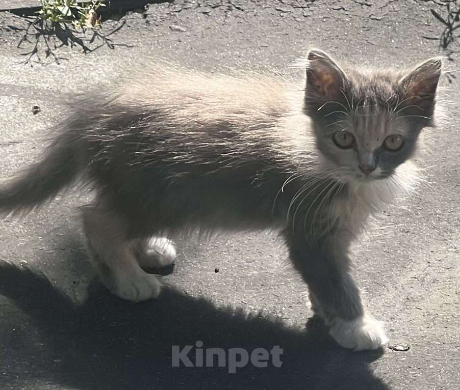 Кошки в Клинцах: Котенок девочка Девочка, Бесплатно - фото 1