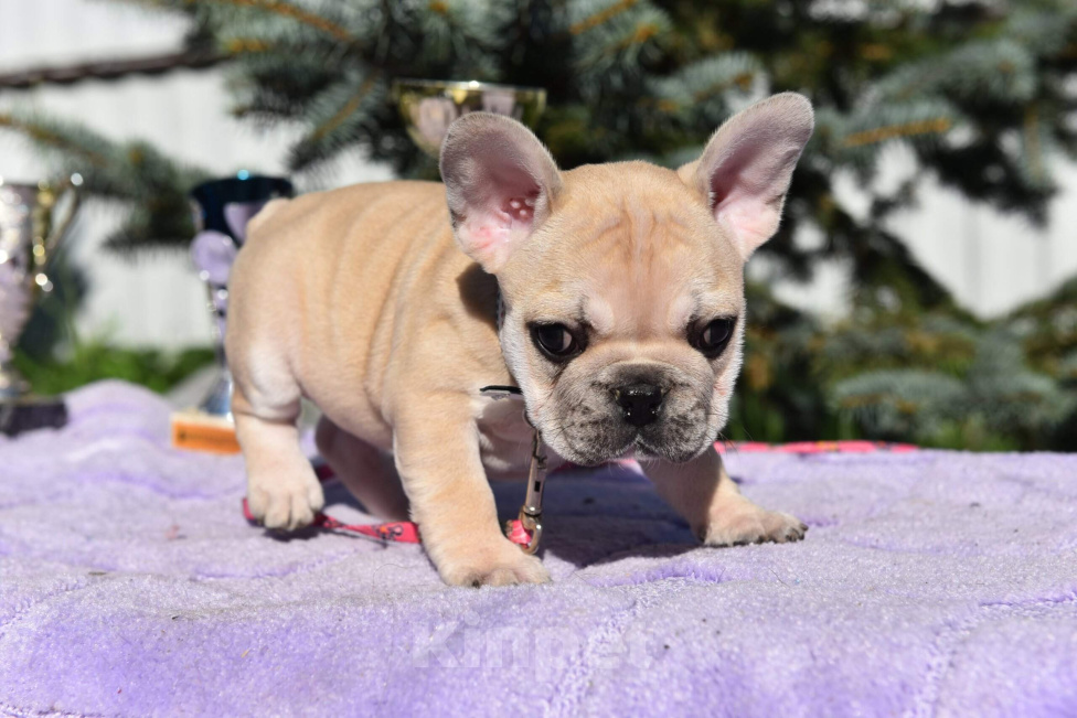 Собаки в Москве: Французский бульдог миниатюрная девочка Девочка, 45 000 руб. - фото 3