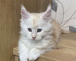 Кошки в Москве: Мейн Кун котята Девочка, 55 000 руб. - фото 7