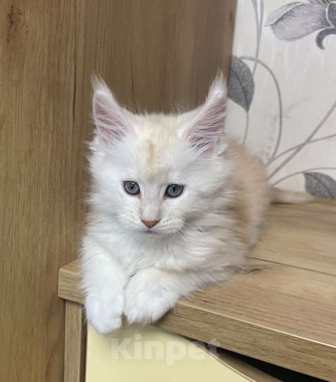 Кошки в Москве: Мейн Кун котята Девочка, 55 000 руб. - фото 7