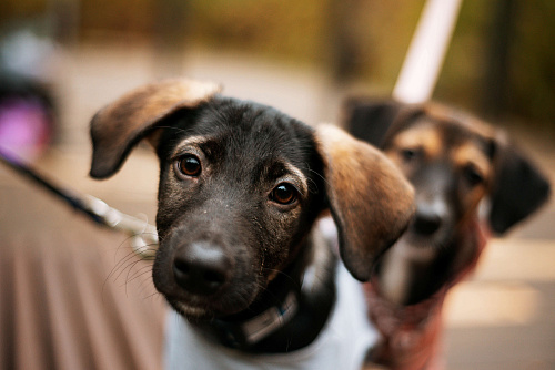 Щенок Парсифаль ищет Вас для большой дружбы!