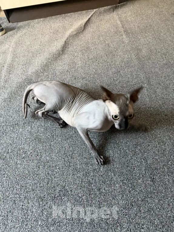 Кошки в Москве: Продам кошечку Девочка, 14 000 руб. - фото 3