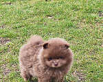 Собаки в Раменском: 💕Лиловый померанец в любимцы.  Мальчик, 50 000 руб. - фото 7