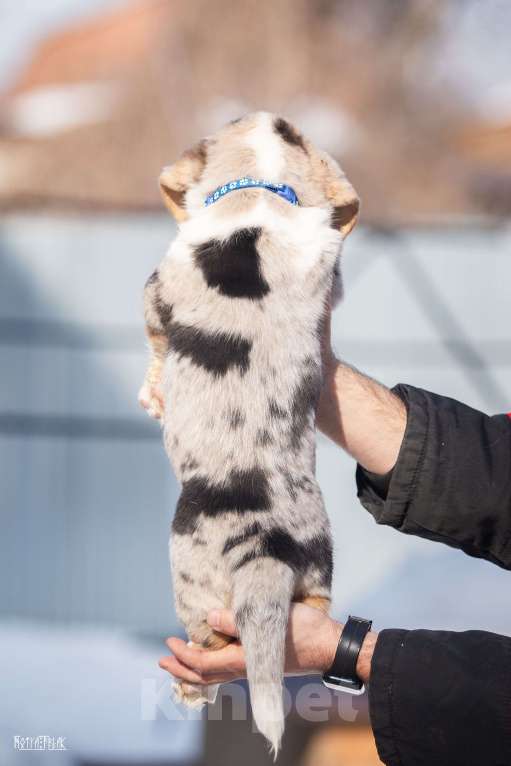 Собаки в Москве: Мальчик корги Мальчик, Бесплатно - фото 6