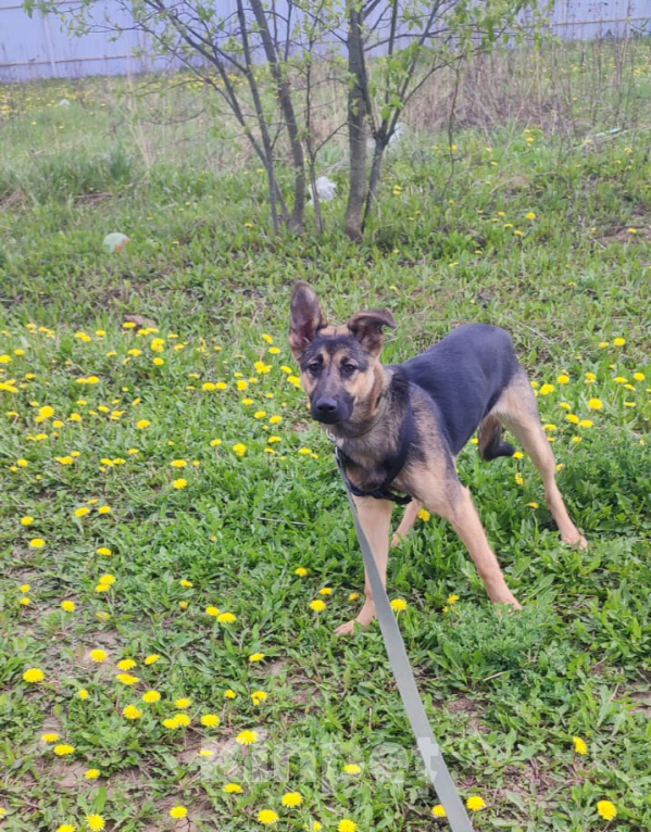 Собаки в Москве: Собака бесплатно. Москва и МО. Марта. Девочка, Бесплатно - фото 2