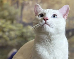 Кошки в Раменском: Ищет дом белоснежный кот по кличке Кай Мальчик, Бесплатно - фото 6