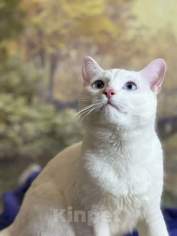 Кошки в Раменском: Ищет дом белоснежный кот по кличке Кай Мальчик, Бесплатно - фото 6