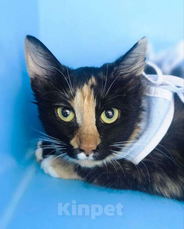 Кошки в Москве: Олесе грозит улица, срочный поиск дома Девочка, Бесплатно - фото 2