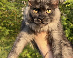 Кошки в Москве: Котенок Мейнкун Девочка, 75 000 руб. - фото 2