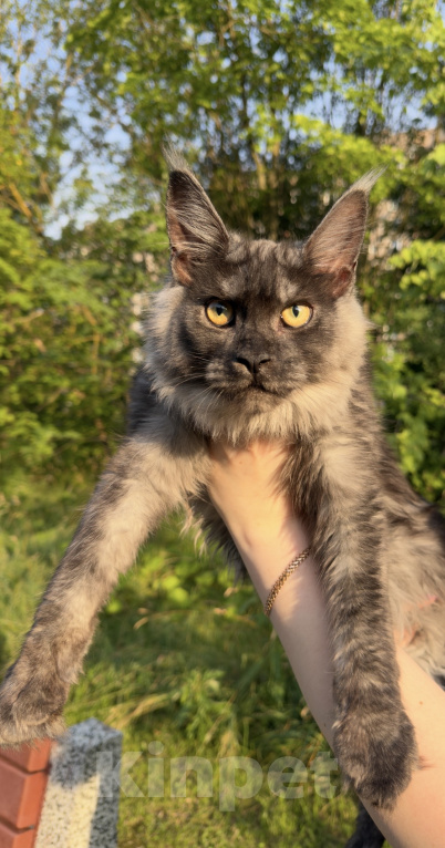 Кошки в Москве: Котенок Мейнкун Девочка, 75 000 руб. - фото 2