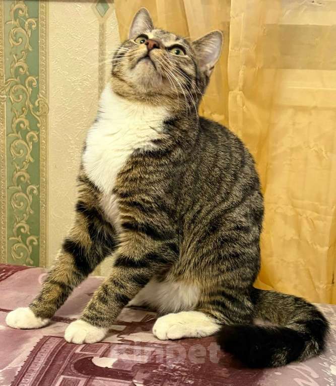 Кошки в Санкт-Петербурге: Котик подросток Потап Мальчик, Бесплатно - фото 2