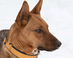 Собаки в Москве: Яркая рыжая лисичка Рани, 11 месяцев Девочка, Бесплатно - фото 6