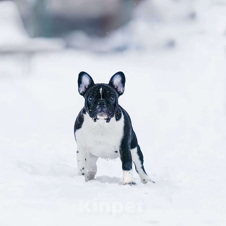 Собаки в Санкт-Петербурге: Милаха Девочка, Бесплатно - фото 2