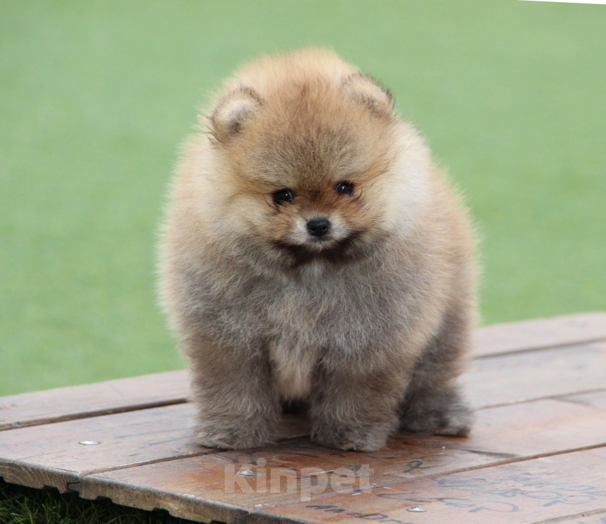 Собаки в Ялте: Померанский шпиц, девочка Девочка, Бесплатно - фото 3