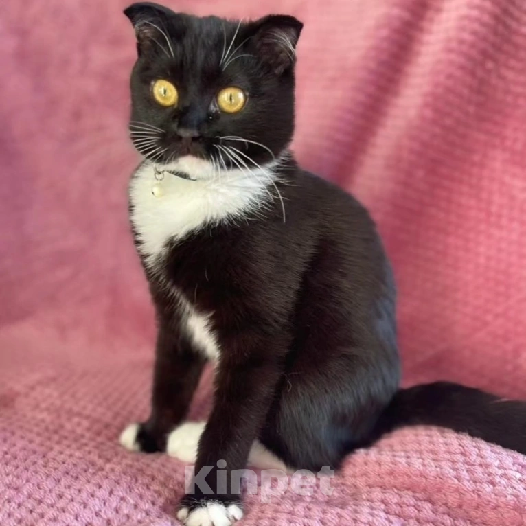 Кошки в Москве: Котик Фигаро в поисках семьи Мальчик, Бесплатно - фото 5