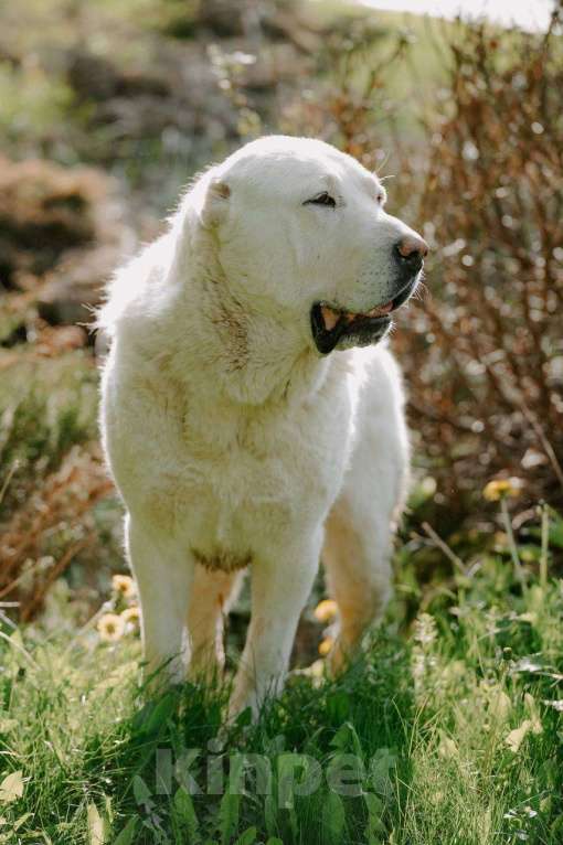 Собаки в Москве: Пара молодых алабаев в добрые руки Девочка, Бесплатно - фото 2
