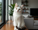 Кошки в Москве: Котенок в добрые руки Мальчик, Бесплатно - фото 3