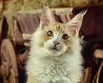 Кошки в Туапсе: Котята мейн-кун полидакт Мальчик, 25 000 руб. - фото 3