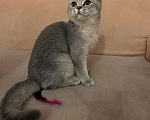 Кошки в Калуге: Британский котёнок Мальчик, 20 000 руб. - фото 2