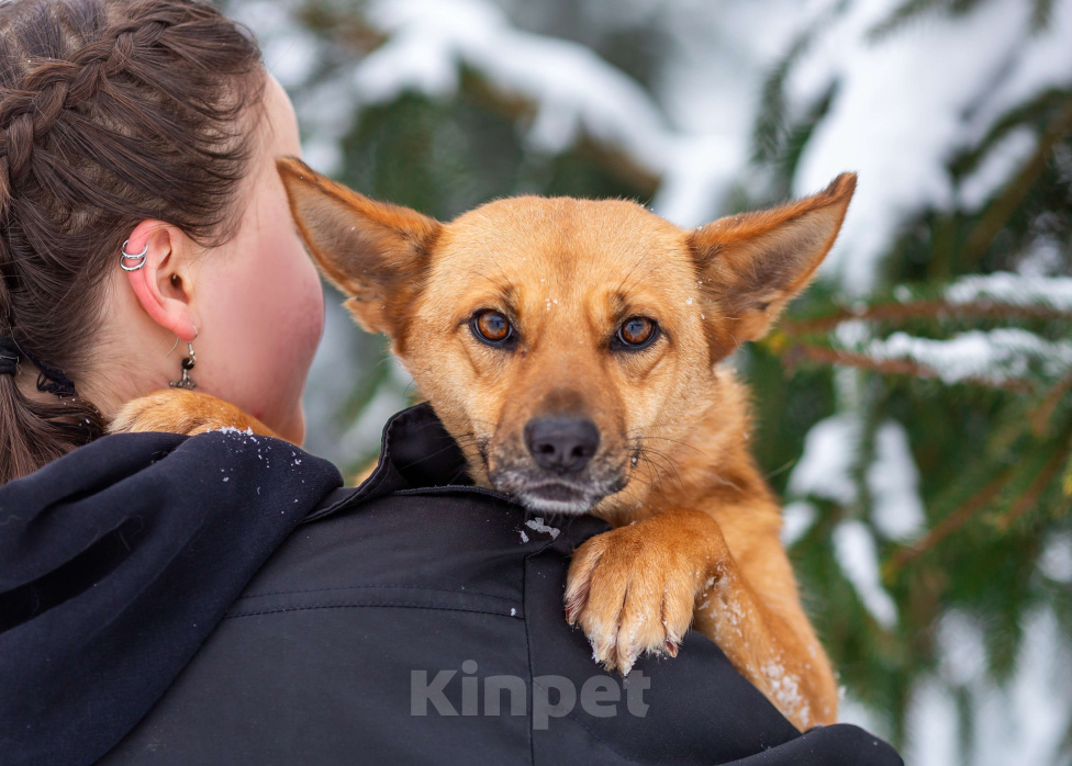 Собаки в Москве: Рыжая Фокси ищет дом Девочка, Бесплатно - фото 6