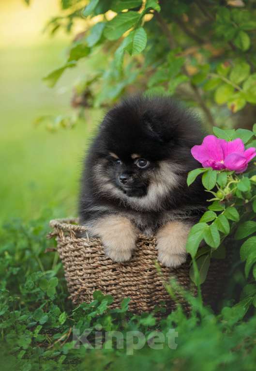 Собаки в Пушкино: Кукольная девочка померанского шпица черно-подпалого окраса с белым. Девочка, 50 000 руб. - фото 2