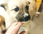 Собаки в Туле: щенки мелкаши в поисках семьи Девочка, 10 руб. - фото 5