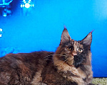 Кошки в Усинске: Красотка черепашьего окраса, 30 000 руб. - фото 3