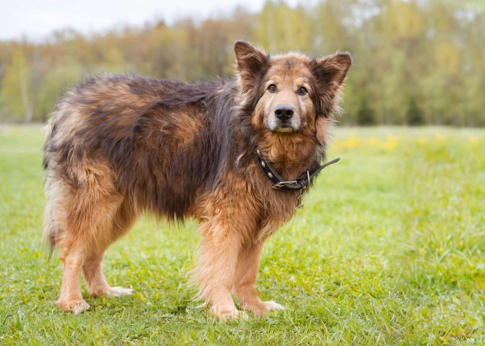 Собаки в Москве: Собака из приюта в добрые руки! Мальчик, Бесплатно - фото 3