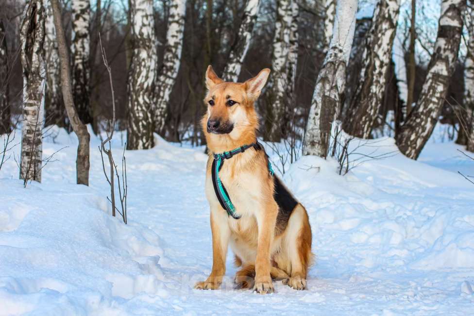 Собаки в Москве: Тоука Девочка, Бесплатно - фото 2