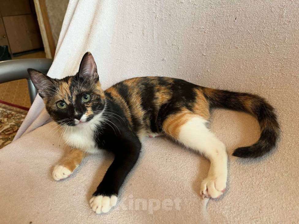 Кошки в Москве: котенок Милли ищет дом Девочка, Бесплатно - фото 2