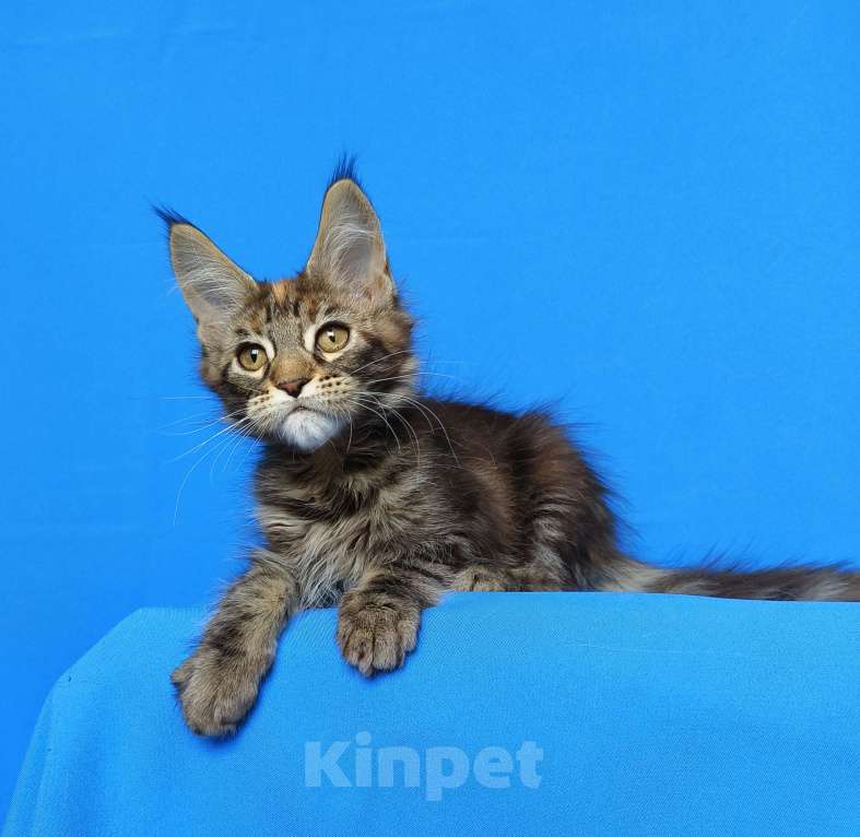 Кошки в Москве: Котёнок Мейн-Кун из питомника Девочка Девочка, 50 000 руб. - фото 6