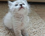 Кошки в Дмитрове: Котята невские  Мальчик, Бесплатно - фото 4
