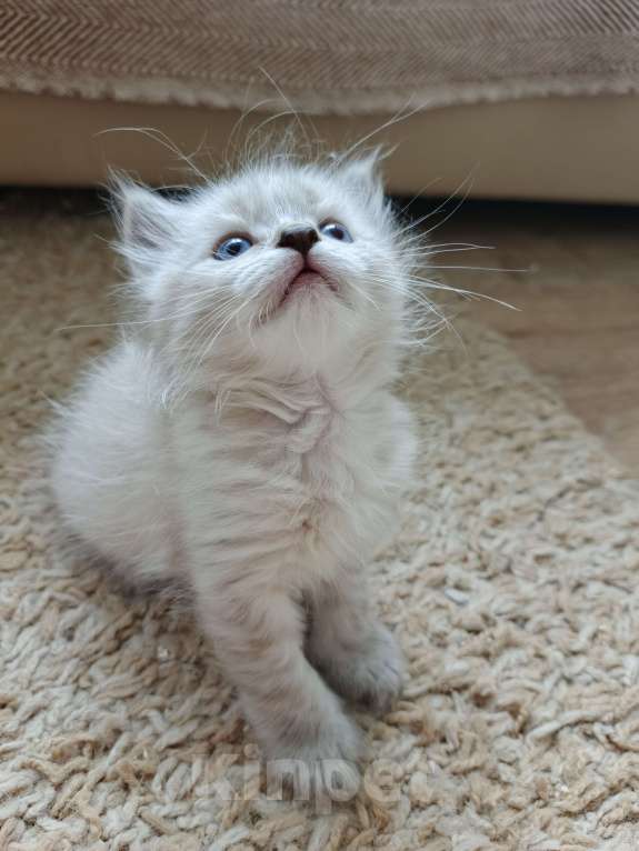 Кошки в Дмитрове: Котята невские  Мальчик, Бесплатно - фото 4