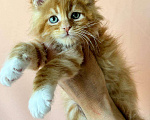 Кошки в Сыктывкаре: Котята мейн- кун Мальчик, 50 000 руб. - фото 2