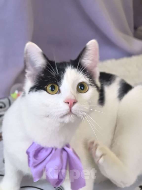 Кошки в Москве: Котёнок Смурфик ищет семью! Мальчик, Бесплатно - фото 8