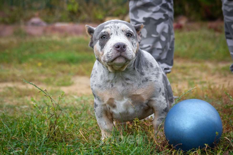 Собаки в других городах Московской области: Американский Булли девочка покет Девочка, 100 000 руб. - фото 3