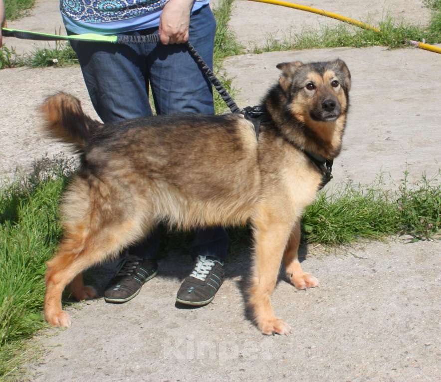 Собаки в Москве: Дружелюбный, доверчивый Тимоша в поисках своей семьи и дома Мальчик, Бесплатно - фото 6