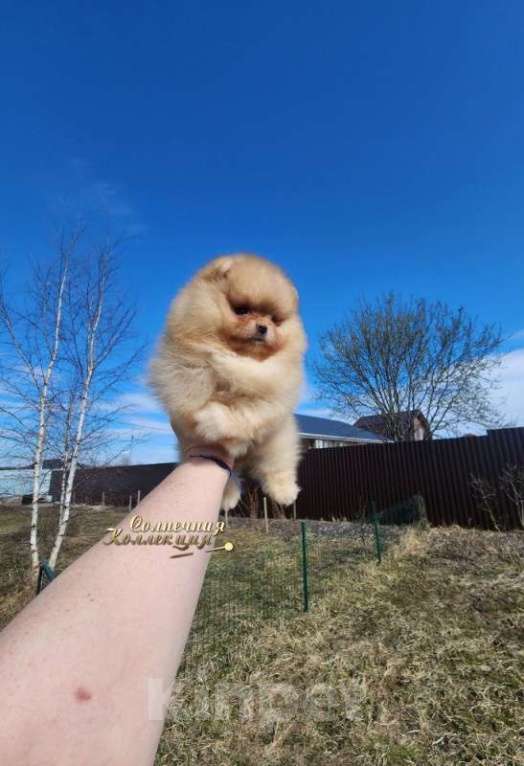 Собаки в Москве: Девочка померанского шпица в типе медвежонок Девочка, Бесплатно - фото 2