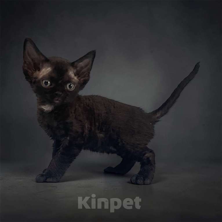 Кошки в Москве: Котенок Девон Рекс девочка дымчатая Девочка, 65 000 руб. - фото 1