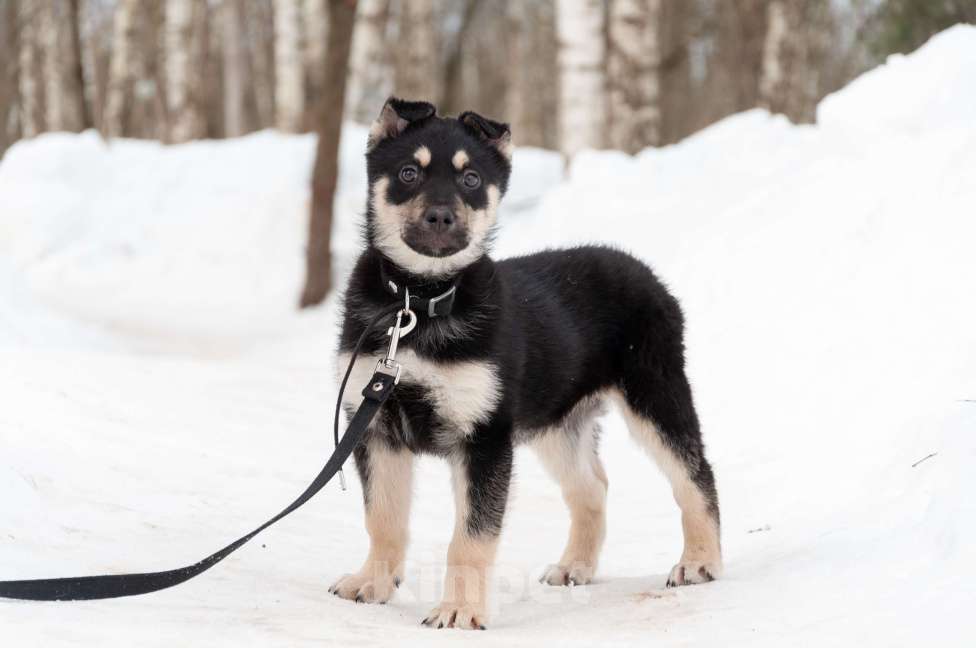 Собаки в Ногинске: Ливерпулькин в поисках семьи Мальчик, Бесплатно - фото 2