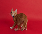 Кошки в Москве: Котенок Лучик ищет дом Мальчик, Бесплатно - фото 4