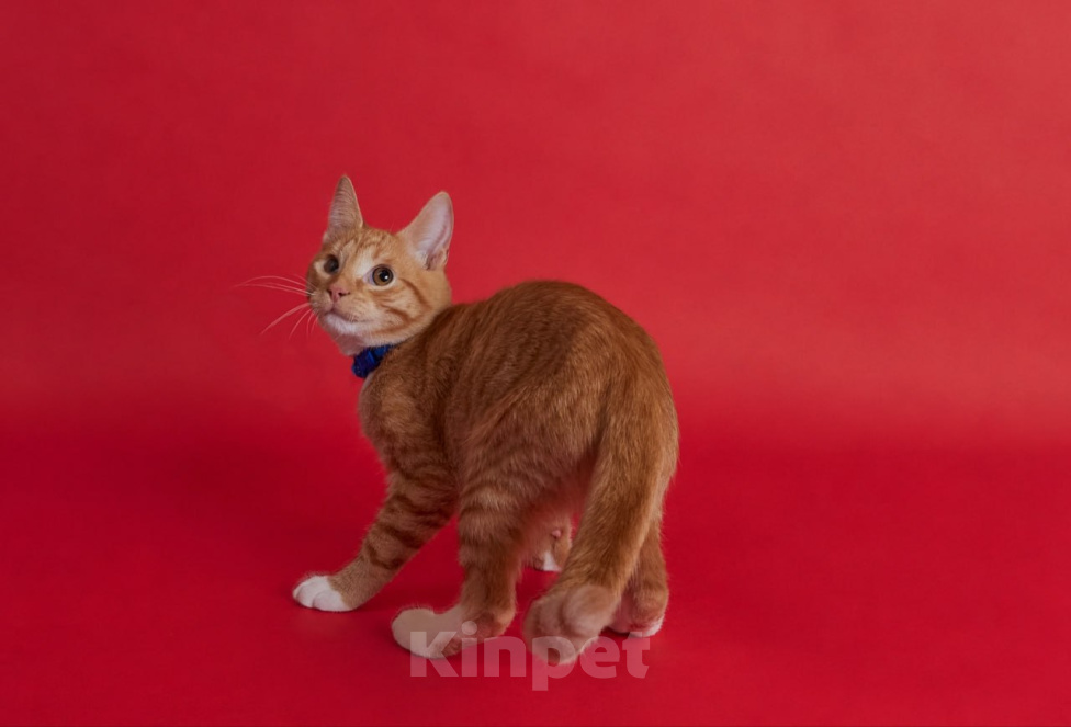 Кошки в Москве: Котенок Лучик ищет дом Мальчик, Бесплатно - фото 4